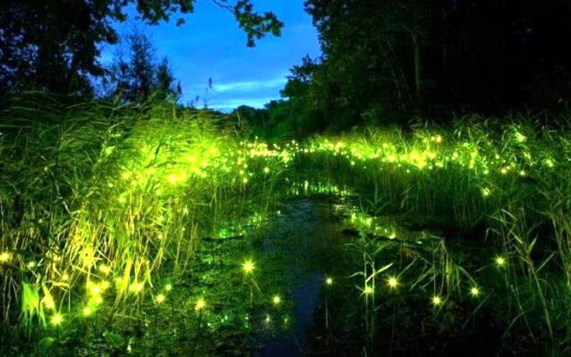 il bosco di porporana